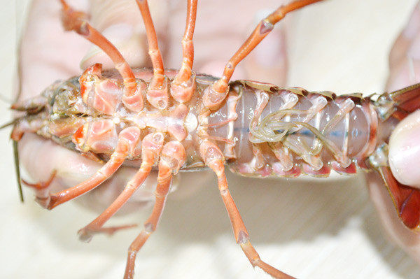 美国Jese jese破壁机 破壁料理机 变频破壁机 破壁机 三维变频技术 料理机 弹性素食 破壁料理机选变频