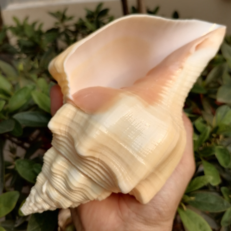 Natural sea screw shell West Indian St. Screw Creative Mediterranean Household Collection Window Decoration Gift