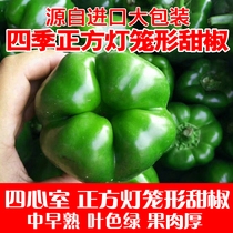 Sweet pepper seed seed big green pepper seed big pepper seed vegetable seed vegetable seed balcony high yield four seasons Spring Farm autumn