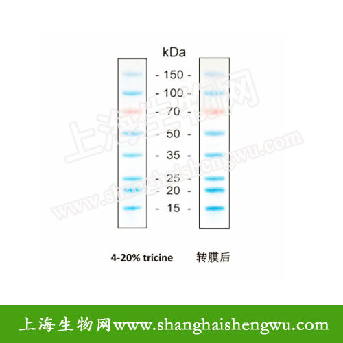 双色预染蛋白分子量Marker 50次使用 实验室蛋白质分析试剂