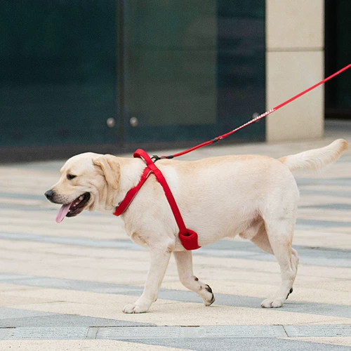 Взрывозащищенные нагрудные ремни для средних и крупных собак, японская пряжка, тренировочный ошейник для собак, французский бульдог, золотистый ретривер, пограничная овчарка