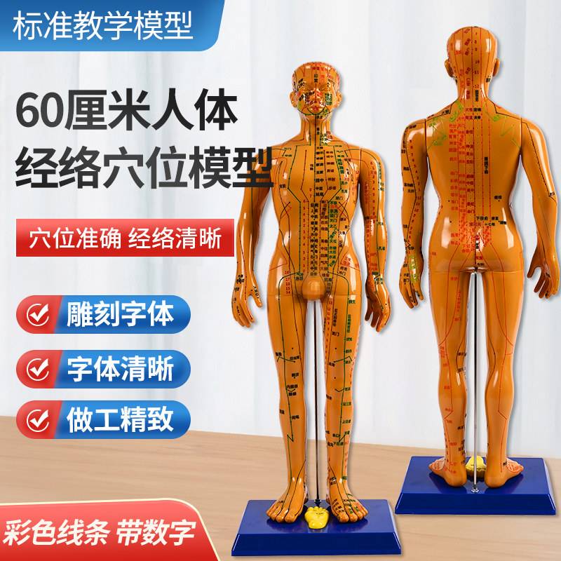 60cm硬质不可针扎人体穴位模型pvc模具小十二经络人男女中医人模