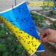 Yellow and Blue Integrated Sticky Insect Trap Board, Yellow Board and Blue Board Double-Sided Insect Trap Board for Greenhouse, Whitefly, Thrips, Small Black Fly, Tea Garden