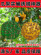Fly Trap Ball for Citrus Fruit Flies, Sticky Trap Ball for Melon Fruit Flies, Wasp Fruit Fly Trap Ball, Wasp Attractant