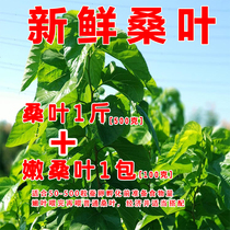 Fresh mulberry leaf fresh and tender silkworm baby mulberry leaf tree size silkworm mulberry leaf Tenderness to be shipped on the day of the spot