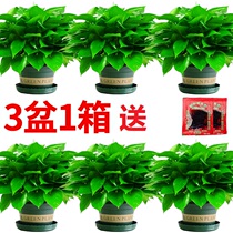 Green Loo Potted Indoor Long Rattan hanging plant Lan apart from sucking formaldehyde green plant New house Home Bonsai Hydroponic Green Basket