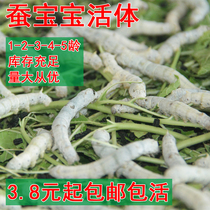 Silkworm baby living size 1-2-3-4-5 age and young silkworm living things delivered with a feeding box raising box Fresh mulberry leaf packet alive