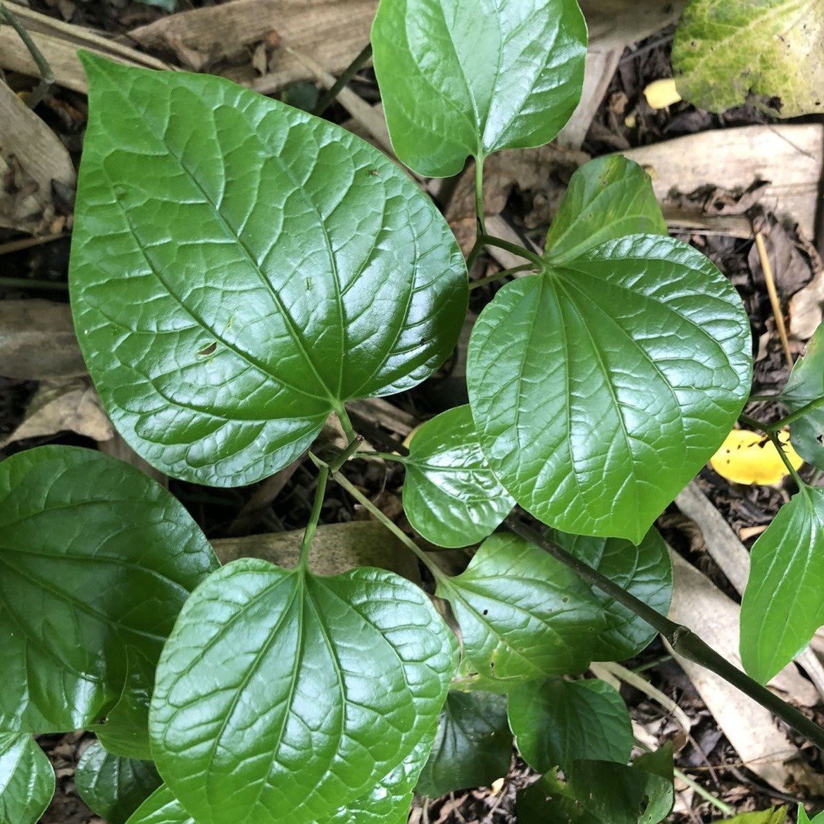 🌿野味来袭!新鲜现摘假蒌叶,解锁大自然的清新秘密🍃-其它-淘宝好物网