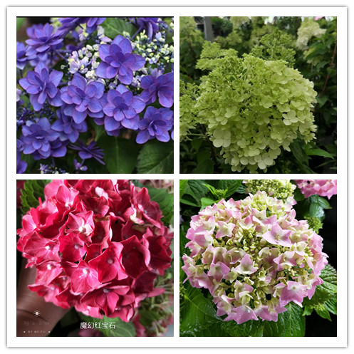 Garden plants flower potted plants embroidered flowers sebrina romantic you I Tivoli Little macho endless summer