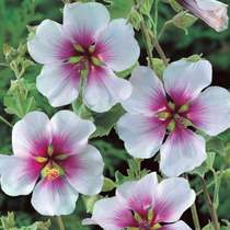Tree mallow two-color balcony garden open-air cold-resistant and easy-to-raise perennial shrubs