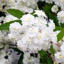 Spiraea single-petal rhomboid leaf double-petal rhomboid leaf powder cream gold fountain balcony garden open-air cold-resistant perennial shrubs