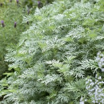 Brother Aluns garden new favorite Chaowu grass potted plant cold-resistant four seasons evergreen silver flower garden