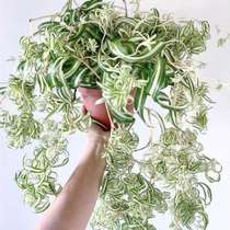 Curly-leaf hanging orchid Bonnie indoor plants absorb formaldehyde to purify the air and can be shaped plants