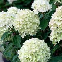 Cone hydrangea vanilla strawberry white light magic moonlight limelight balcony garden open-air cold-resistant and easy to grow for many years