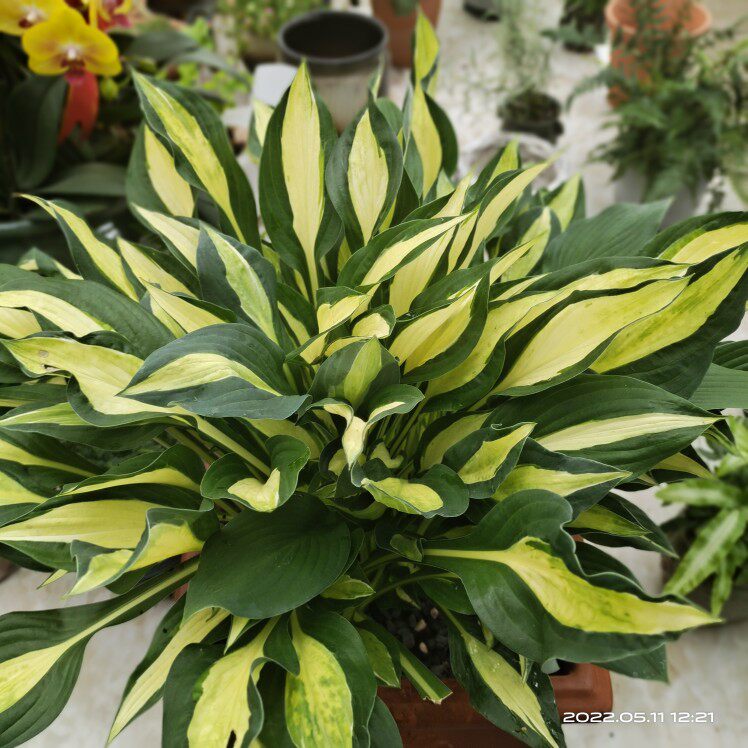 Imported jade pot-resistant courtyard balcony plant flowers perennial cold-resistant national novice