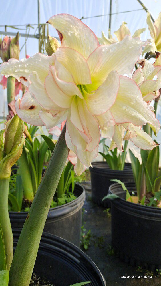 Imported Zhu Dingying Mature Flower Mixed Ball Box Courtyard Flower Plants Potting Country