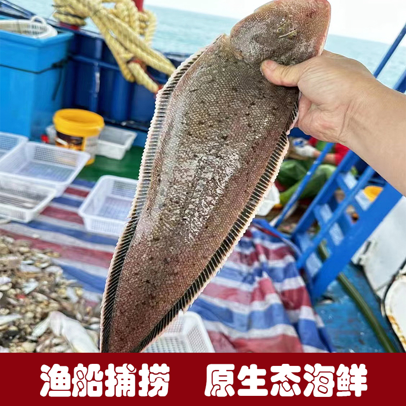 龙利鱼：东山岛海鲜界的明星，450g以上海捕鲜活，无刺踏板鱼的秘密