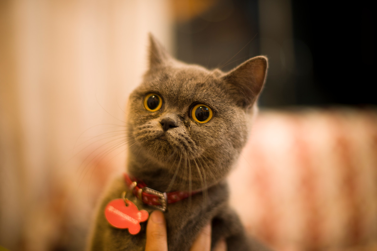 养猫的注意!身上的这些特征是感染猫癣了