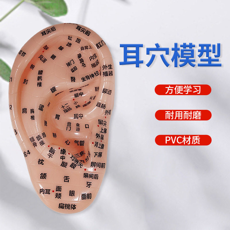 17cm耳穴模型按摩模型反射区多穴位经络按摩耳部点穴参考单支左耳