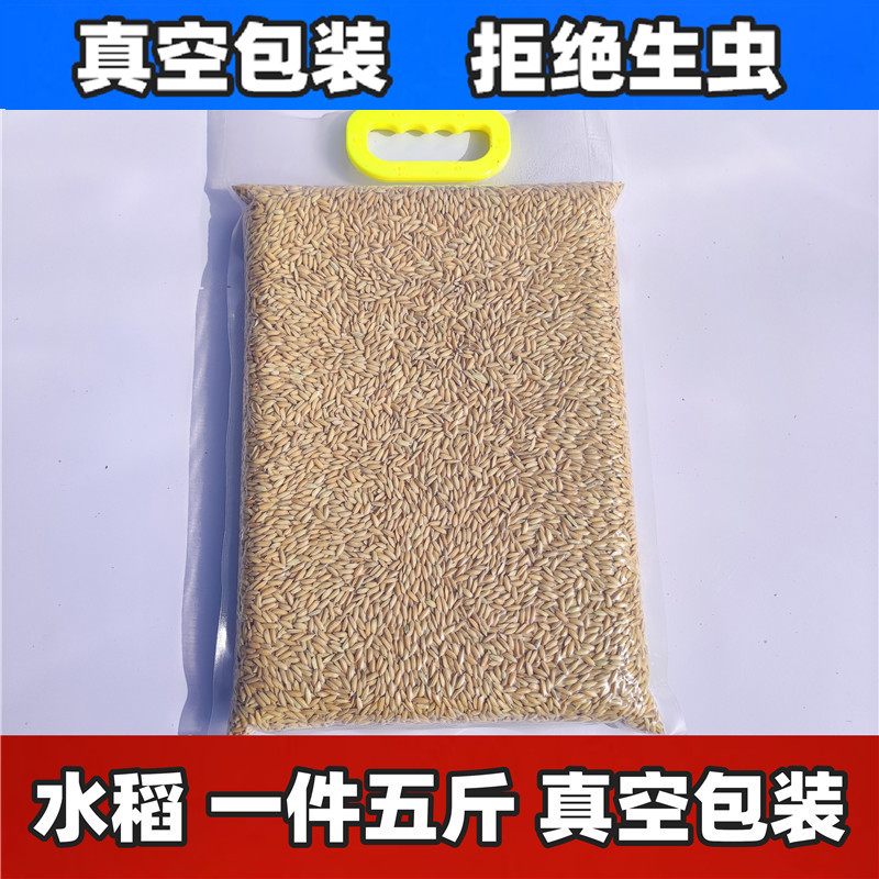 Shelled rice paddy chicken duck bird pigeon rice shelled millet grain shelled rice bird 5 catties vacuum packaging