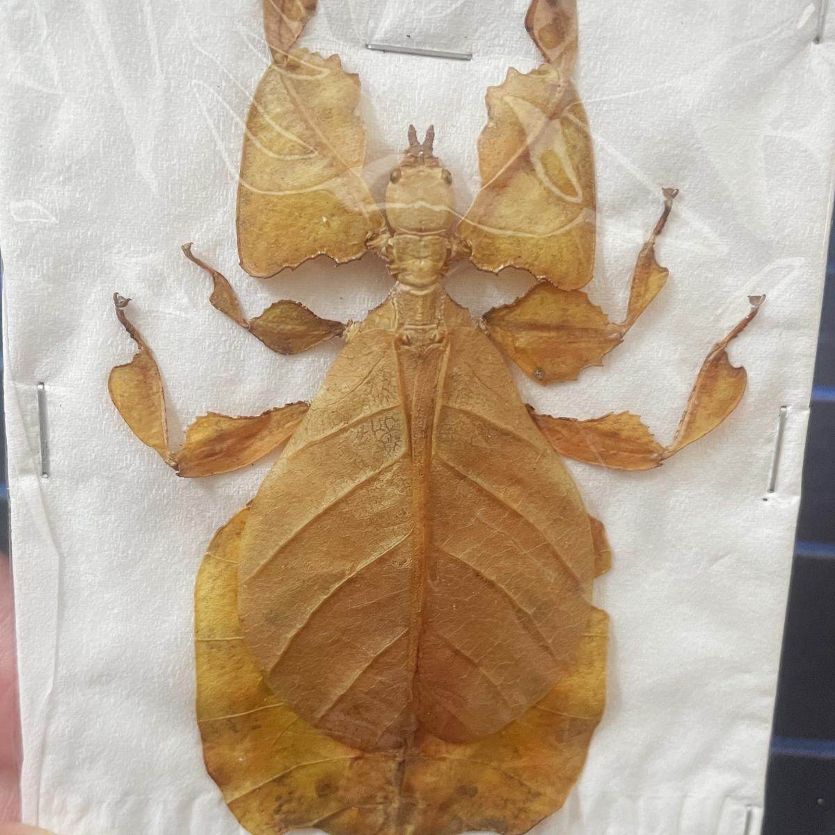 印尼爪哇三色叶䗛巨叶脩Pulchriphyllium pulchrifollium：自然界的活化石，你见过吗？-特色爬宠-淘宝好物网