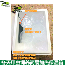 Winter beetle One-horned fairy Halberd Nanyang larva adult shovel amoeba Big pocket insect feeding simple heating incubator