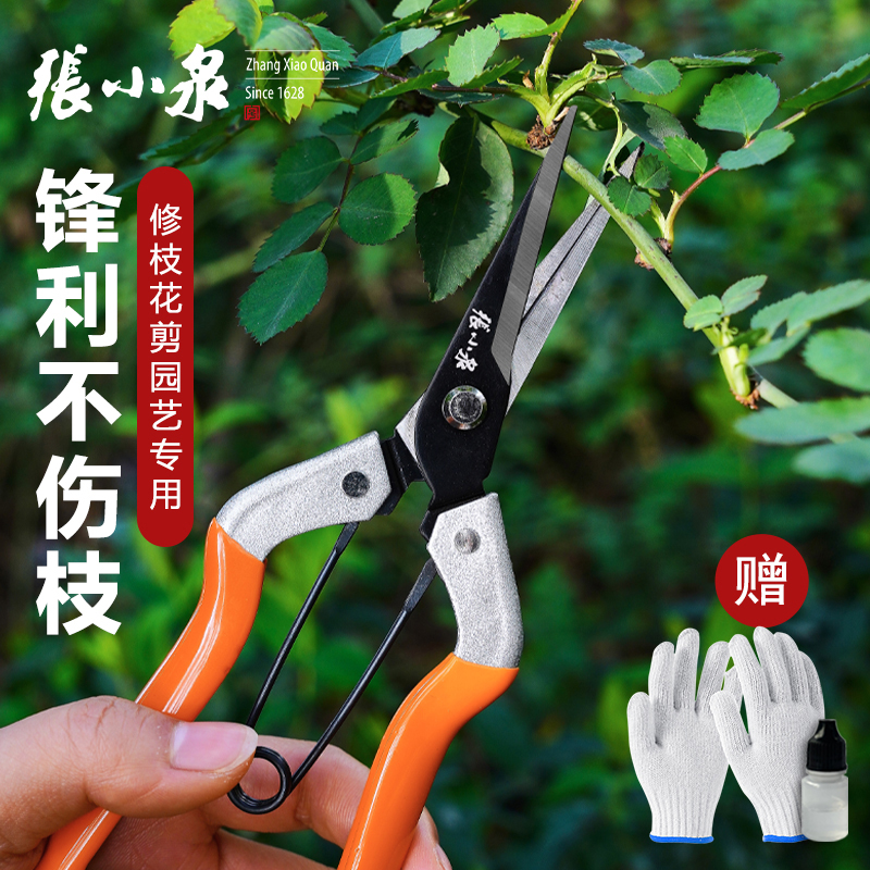 Zhang Koizumi flower prunes with prunes of branches and scissors floral scissors floral scissors for garden scissors The special scissors for the cutting of branches