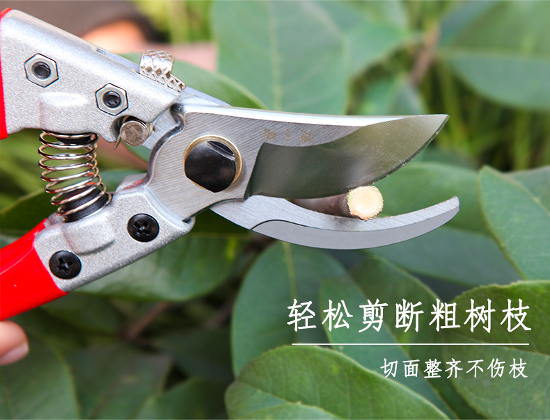 张小泉修剪树枝剪园艺剪刀果园用品修花枝剪粗