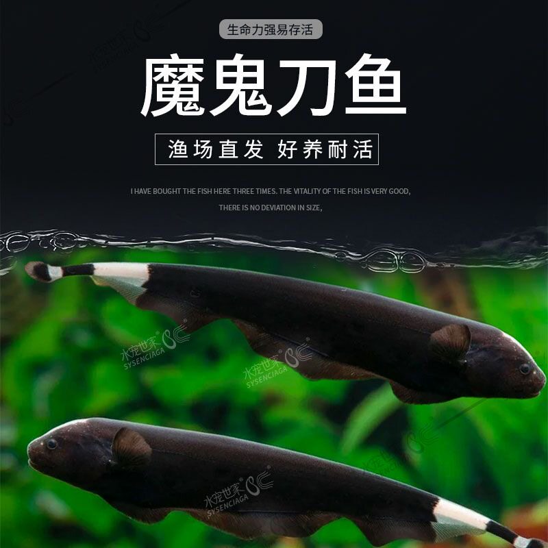 undefined-淘宝网