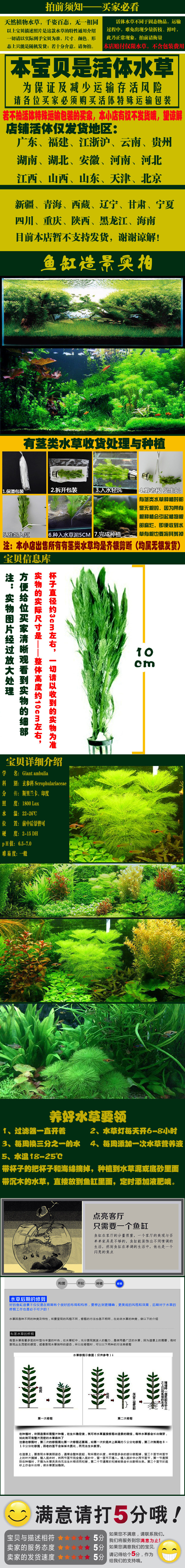 迷你水族箱生态缸鱼缸造景水草装饰中后景草疯狂水草有茎类大宝塔 冬季促销 水草 后景 水族箱 宝塔 鱼缸途虎网