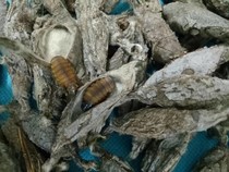 Piyworm small yellow worm 100% full yellowworm 12 70 left and right Painted Brow and other tisexually-fat-like products 