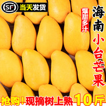 Hainan Xiaotainong mango 10 pounds fresh sweet Xiaotainong seasonal tropical fruit special price whole box large fruit