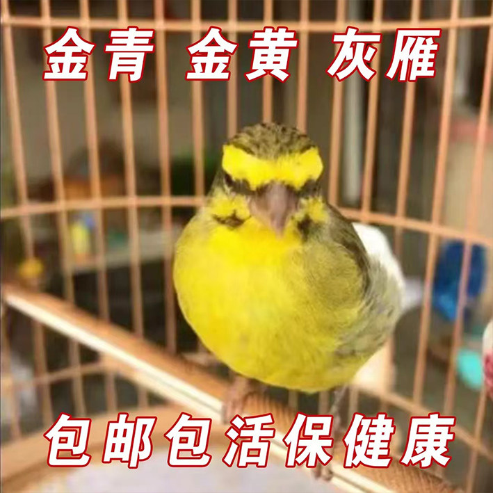 吹壳机玉鸟丝雀玩家的LOGO