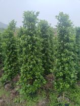 Volcanic Banyan Money Banyan Courtyard Greenery Slim Wood Road Cell Green Fence Wall Sapling