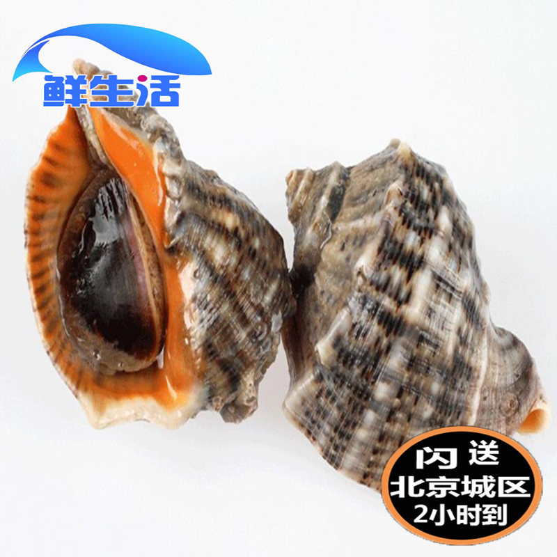 6-8 pieces of 1 catties, Beijing flash delivery, fresh small conch, Dalian seafood and aquatic products, fresh large conch, spot