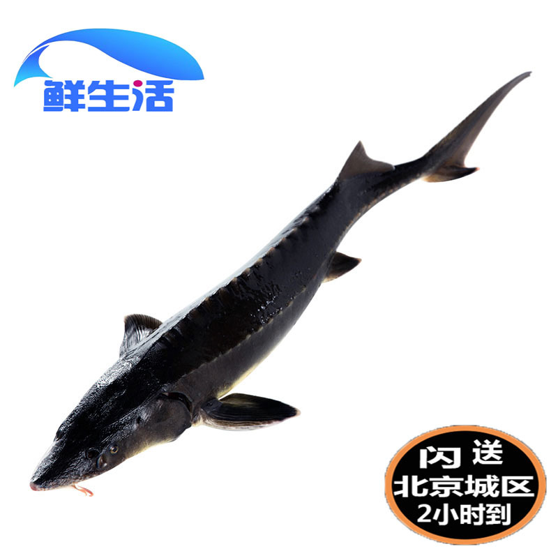 2-20 catties Beijing flash delivery fresh sturgeon red dragon sturgeon live freshwater fresh aquatic products edible sturgeon