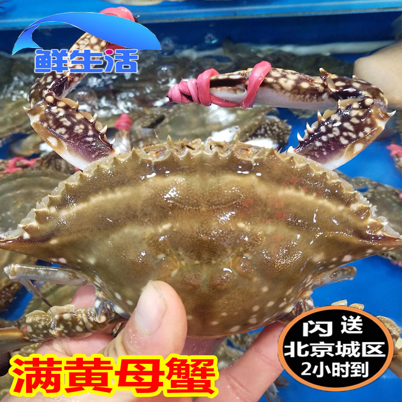 4 Two-1 Beijing flash-feed Dandong Shuttle crab fresh crab sea crab full yellow crab Fly crab seafood aquatic products