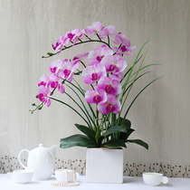 Floral glue flower Butterfly orchid Phalaenopsis simulation flower fake flower TV cabinet living room Juan new Chinese style dried flower decorative ornaments