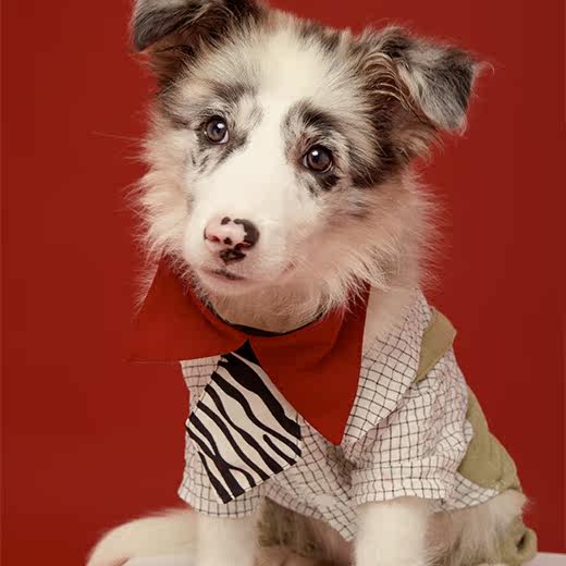 菲米犬舍