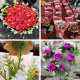 DIY Artificial Plastic Flowers, Roses, Fresh Flowers, Flower Accessories, Plant Decorations, Hand-Woven Bouquet Accessories