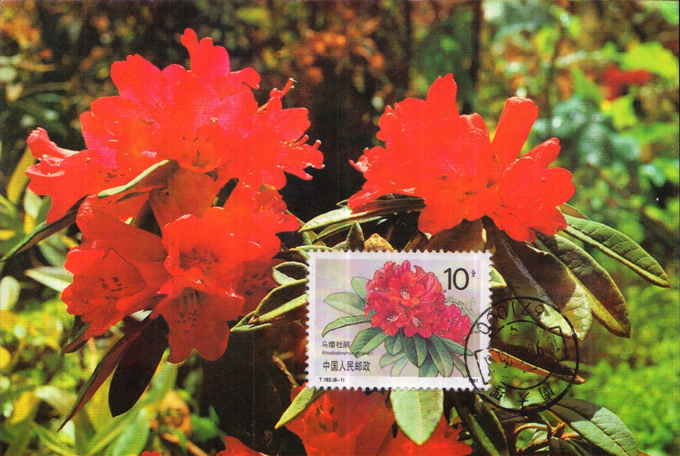 T162 rhododendron stamp -1 horse tassel cuckoo homemade limit postcard