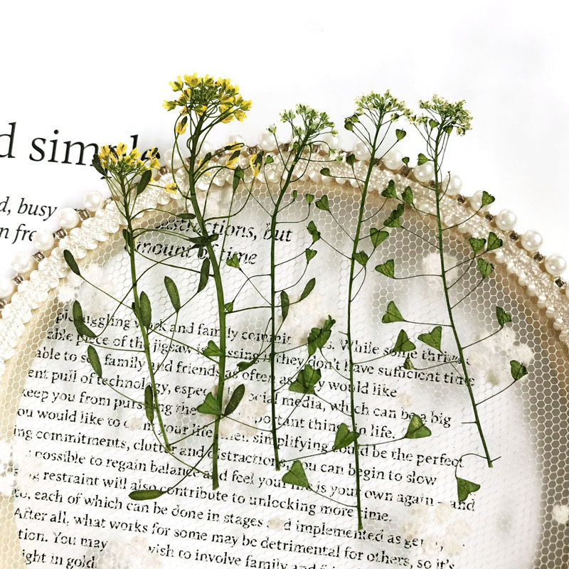 Wild Buckwheat Flowers Natural Real Flowers Embossed Specimen Drip mobile phone protective shell photo frame Metals Petal Makeup Face Decoration Dried Flower Bag