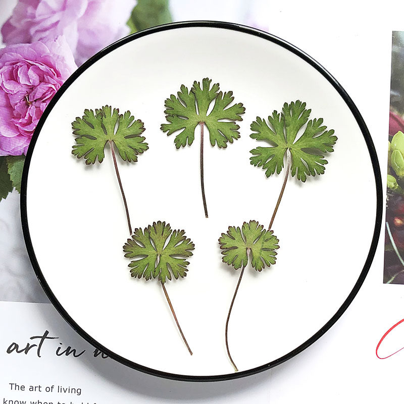 Old Stork Blade Mobile Phone Protection Shell Drop Glue Drying Flower Embossed Flowers Plant Specimen Nursery Handmade Material