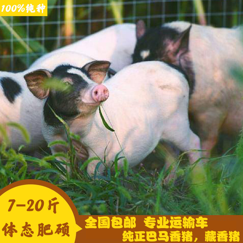 纯种巴马香猪幼崽:送养殖技术包邮!让你轻松开启致富之路!-香猪-淘宝好物网