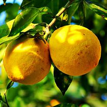 Ropana Italian bergamot essential oil 10ml from Dmites farm better than general organic cultivation