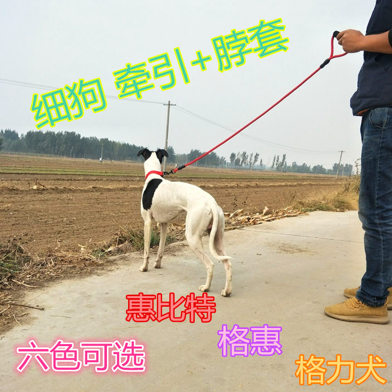 Thin dog walking dog rope Whippet Ghuigli dog traction rope with neck sleeve pet dog leash