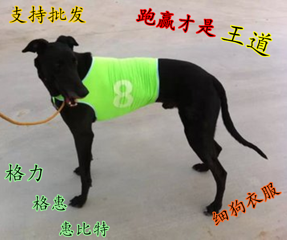 Gree dog race suit Whippet dog suit race suit dog clothes Gehui dog suit hound clothes fine dog track suit