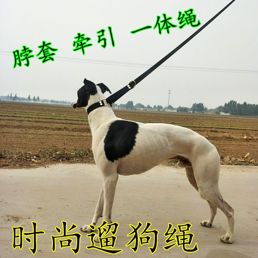 Dog traction rope Hubbit dog neck hood traction one rope hound Ghugli dog Lingti walks the dog tight
