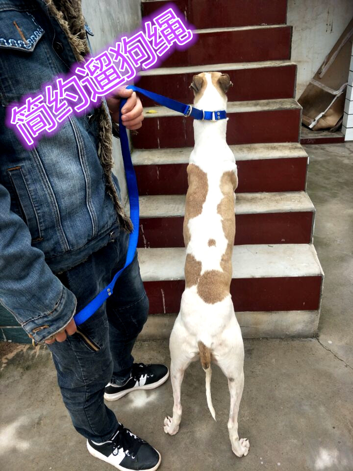 New Whippet traction rope Ge Hui Gree canvas dog chain simple thin dog walking dog rope greyhound dog chain traction