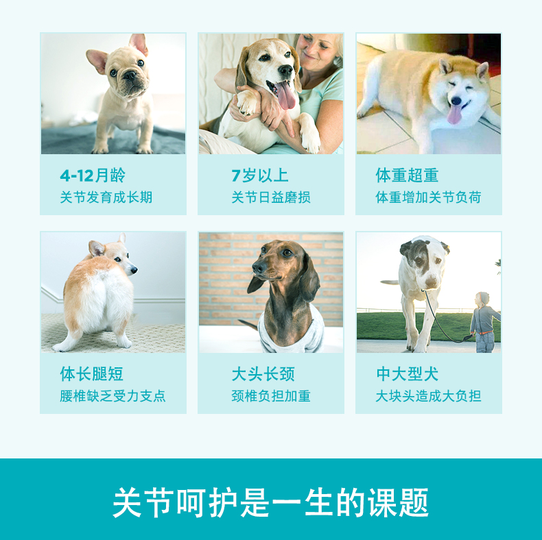 Mua 1 tặng 2 mới Wei Shi chung Shu dog dog trong con chó lớn chondroitin thiếu canxi gãy chân 160 miếng - Cat / Dog Health bổ sung sữa cho mèo mới đẻ